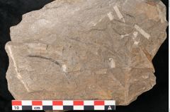Foto (Detailansicht) von Rhacopteris elegans Ettingshausen (NHMW-GEO-2024-0188-10820)
